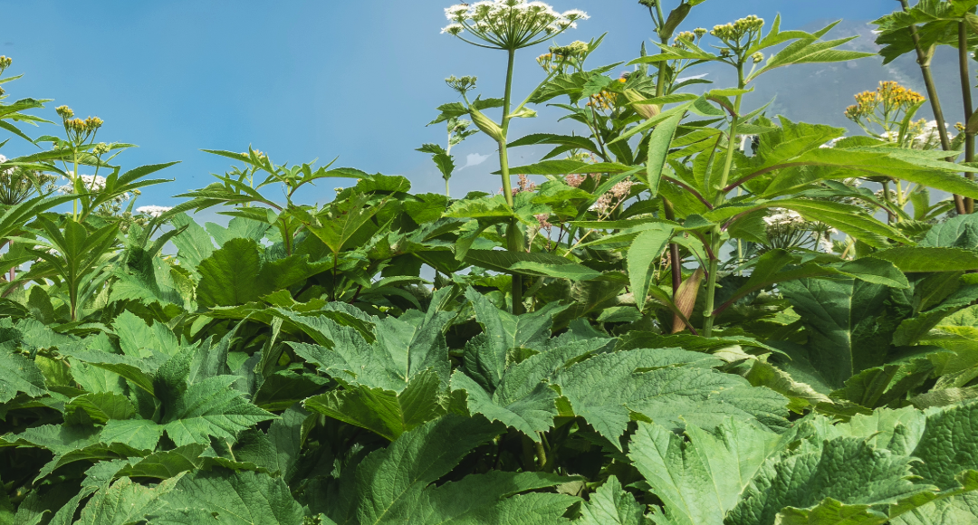 Barszcz Sosnowskiego Globiana Centrum Medyczne Katowice