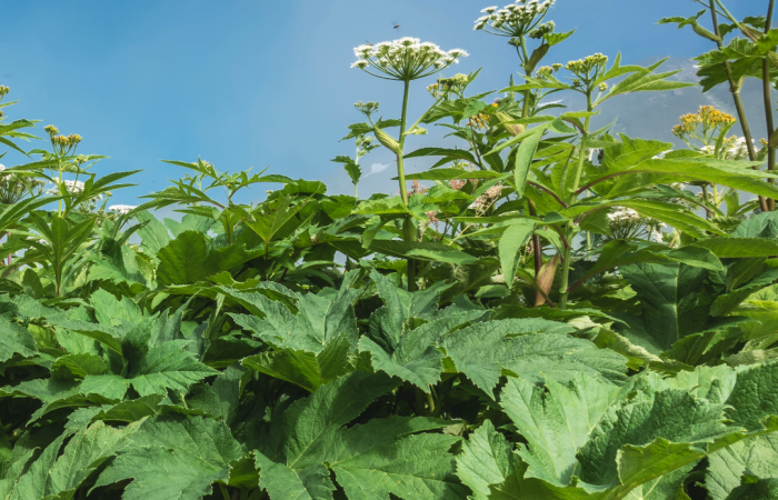 Barszcz Sosnowskiego Globiana Centrum Medyczne Katowice