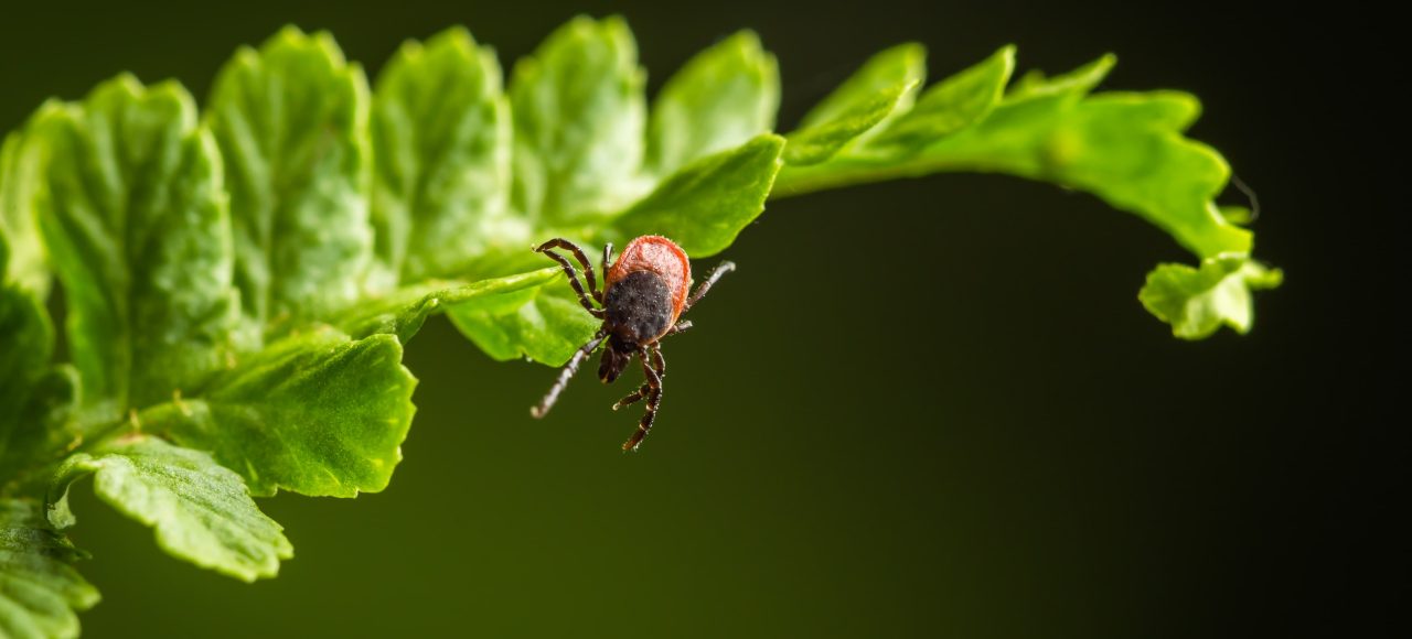 Borelioza_Globiana_Katowice