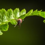 Borelioza_kleszcz_Globiana Borelioza_Globiana_Katowice