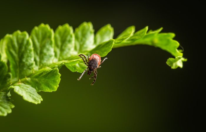 Borelioza_Globiana_Katowice