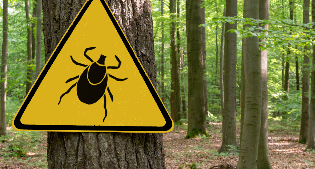 Kleszczowe zapalenie mózgu