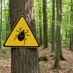 Kleszczowe zapalenie mózgu Kleszczowe zapalenie mózgu