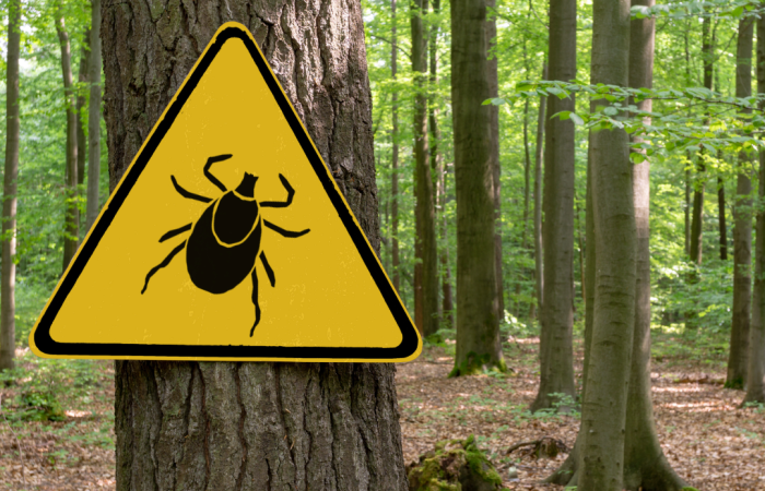 Kleszczowe zapalenie mózgu