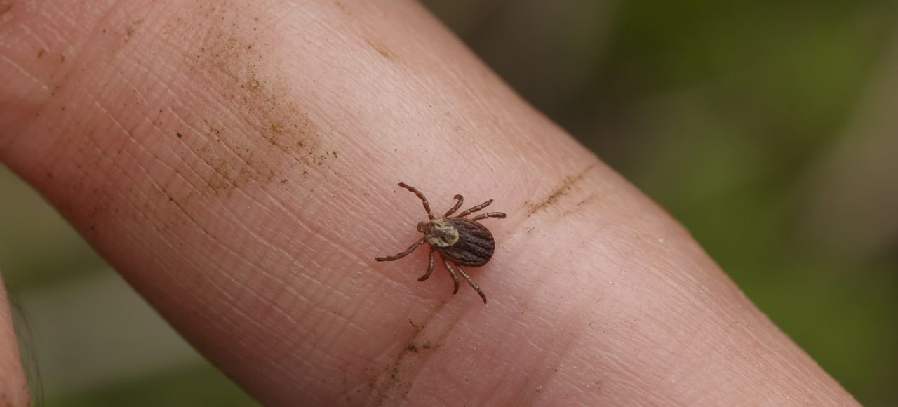 W jaki sposób postępować po ugryzieniu przez kleszcza Katowice Globiana