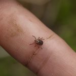 W jaki sposób postępować po ugryzieniu przez kleszcza W jaki sposób postępować po ugryzieniu przez kleszcza Katowice Globiana