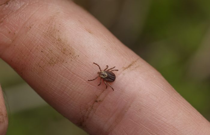 W jaki sposób postępować po ugryzieniu przez kleszcza Katowice Globiana